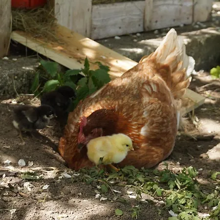 Beim Surauer * Amerang